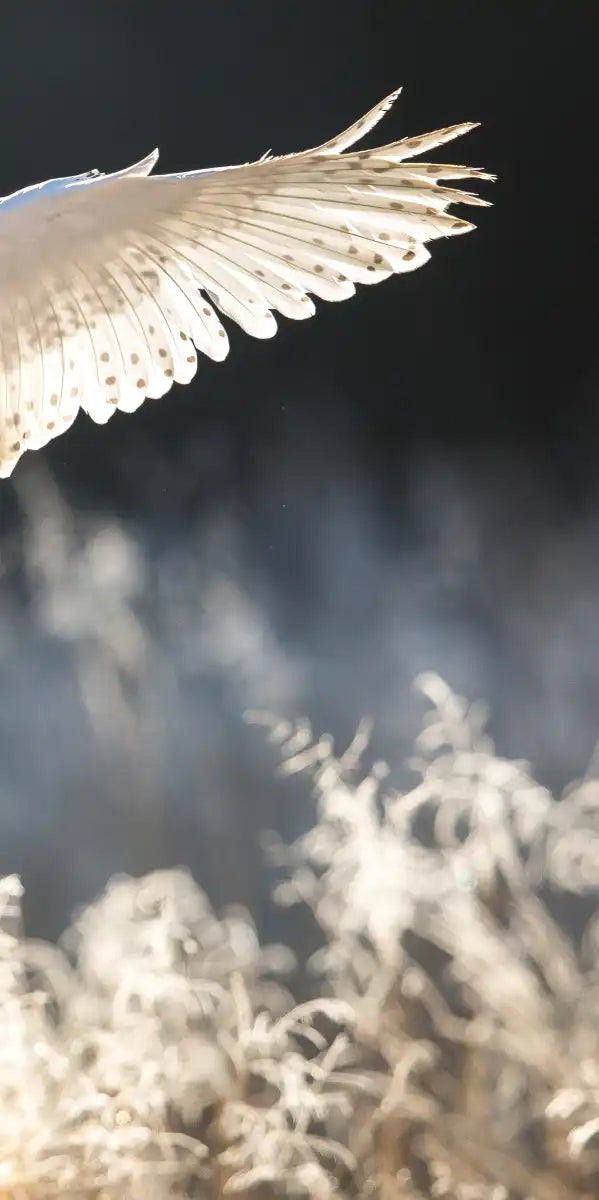 Snowy Owl Hunt Wall Art