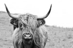 Solitary Highland Cow Wall Art