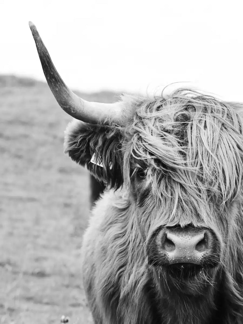 Solitary Highland Cow Wall Art