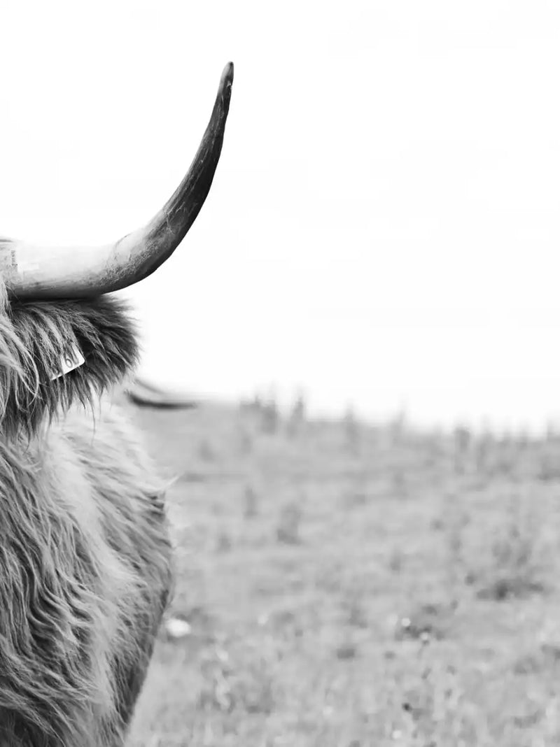 Solitary Highland Cow Wall Art