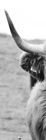 Solitary Highland Cow Wall Art