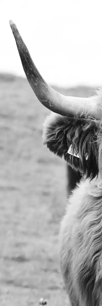 Solitary Highland Cow Wall Art