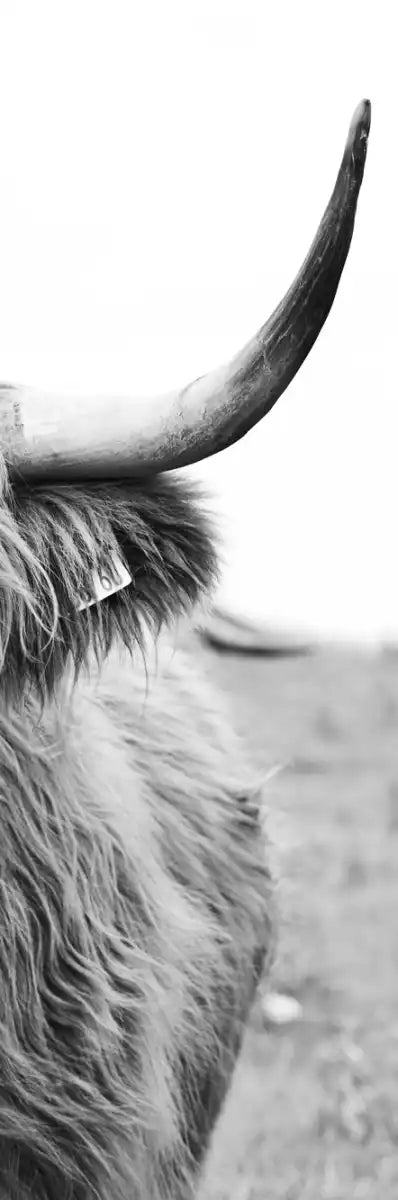 Solitary Highland Cow Wall Art