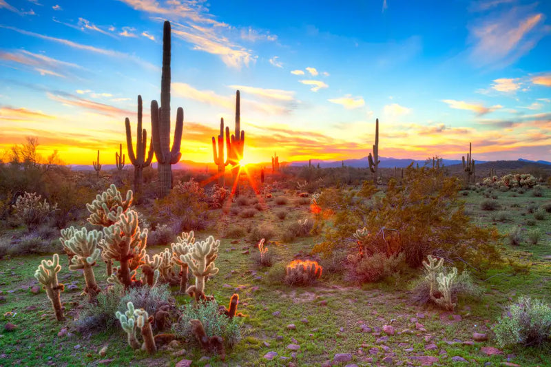 Sonoran Desert Sunset Landscape Wall Art