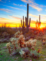 Sonoran Desert Sunset Landscape Wall Art