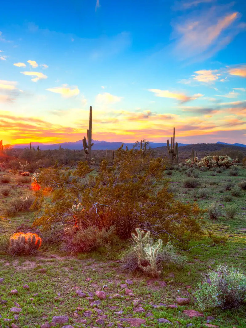 Sonoran Desert Sunset Landscape Wall Art