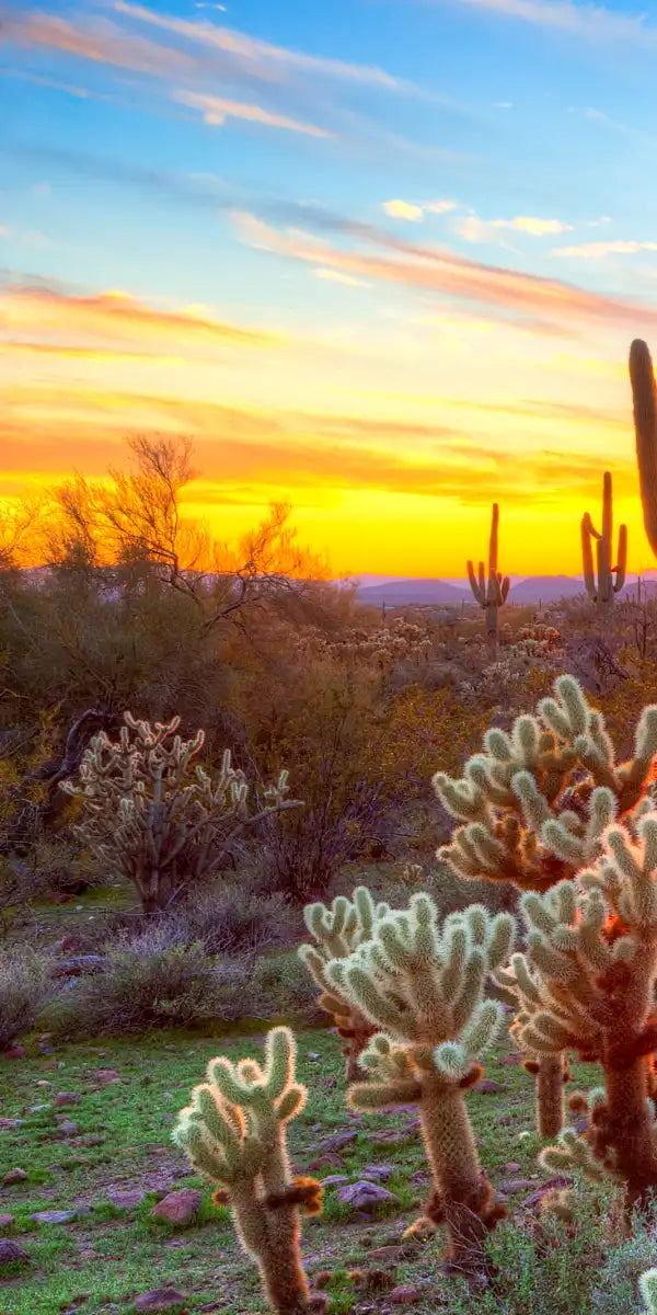 Sonoran Desert Sunset Landscape Wall Art