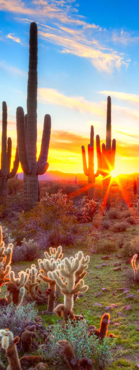 Sonoran Desert Sunset Landscape Wall Art