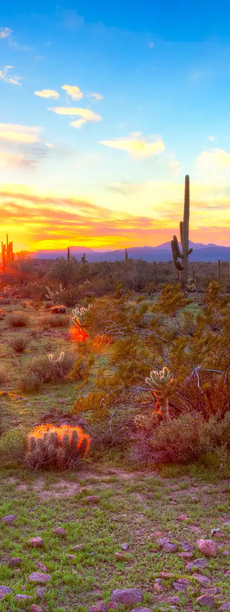 Sonoran Desert Sunset Landscape Wall Art