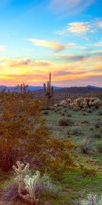 Sonoran Desert Sunset Landscape Wall Art