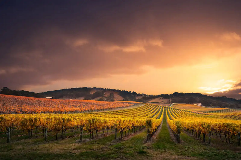 South Australia Vineyard Wall Art