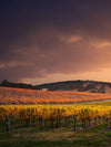 South Australia Vineyard Wall Art