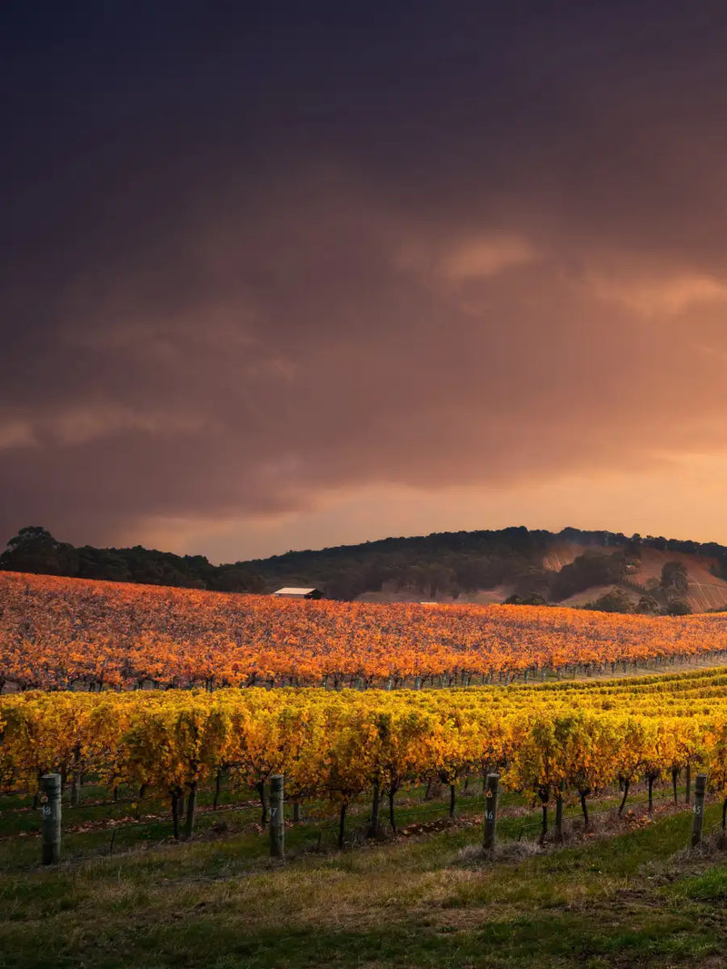South Australia Vineyard Wall Art