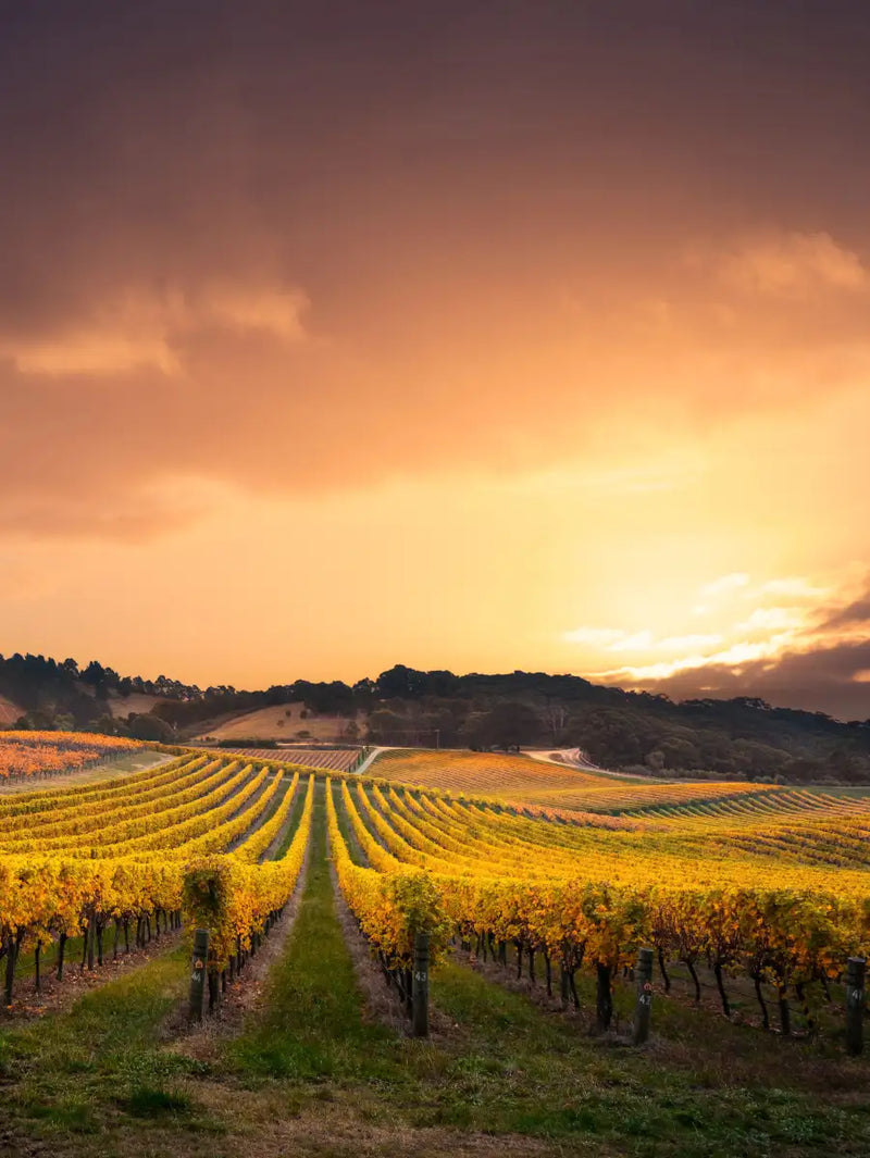 South Australia Vineyard Wall Art