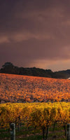 South Australia Vineyard Wall Art