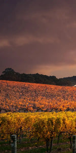 South Australia Vineyard Wall Art