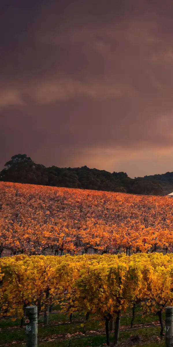 South Australia Vineyard Wall Art