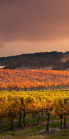 South Australia Vineyard Wall Art