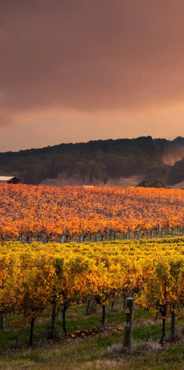 South Australia Vineyard Wall Art