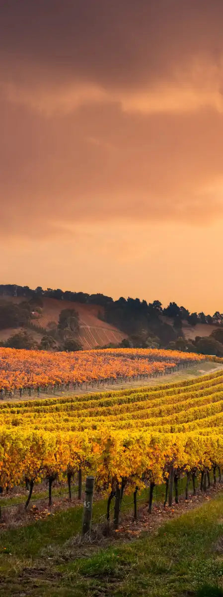 South Australia Vineyard Wall Art