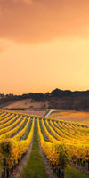 South Australia Vineyard Wall Art