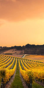 South Australia Vineyard Wall Art