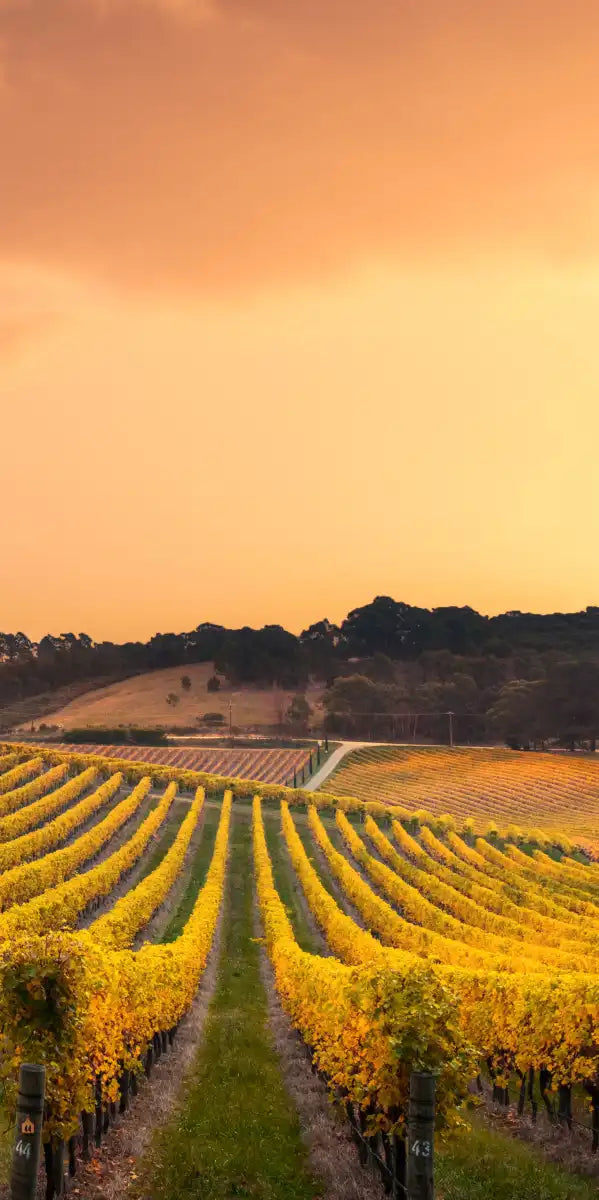 South Australia Vineyard Wall Art