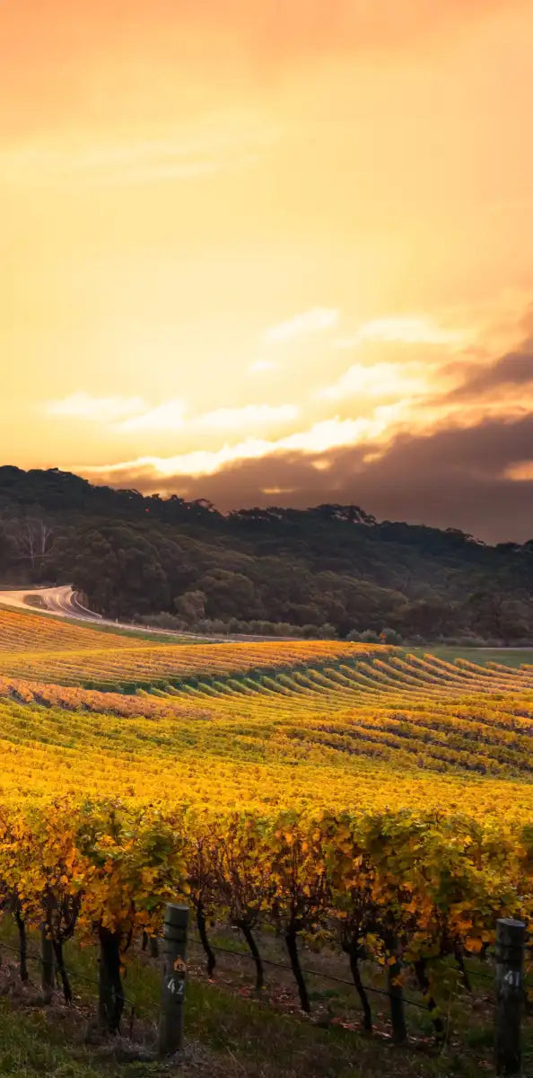 South Australia Vineyard Wall Art
