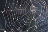 Spider Web Wall Art