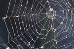 Spider Web Wall Art