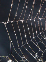 Spider Web Wall Art