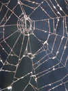 Spider Web Wall Art