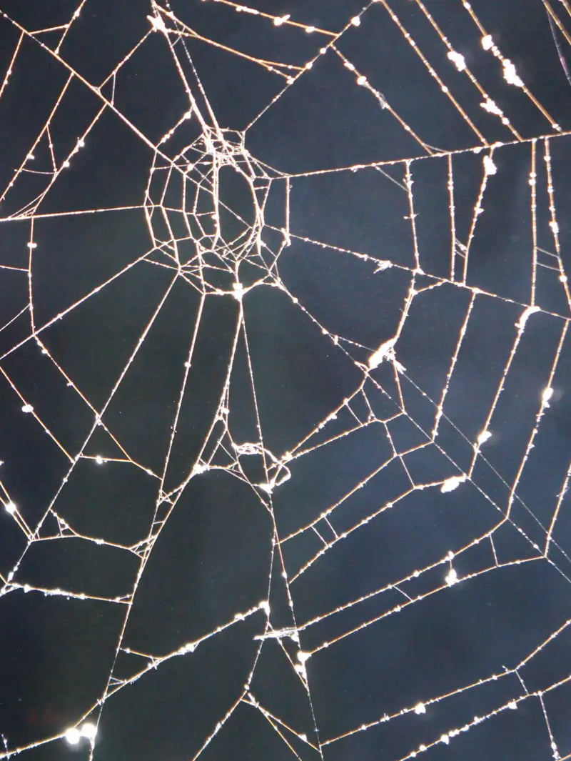 Spider Web Wall Art
