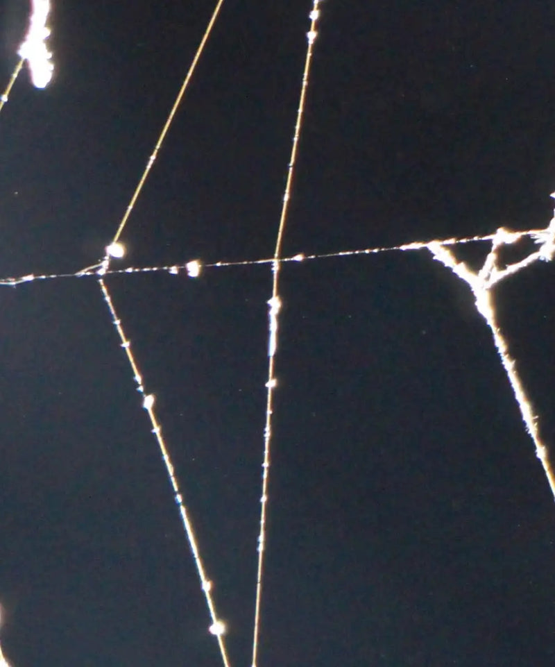 Spider Web Wall Art