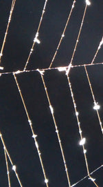 Spider Web Wall Art
