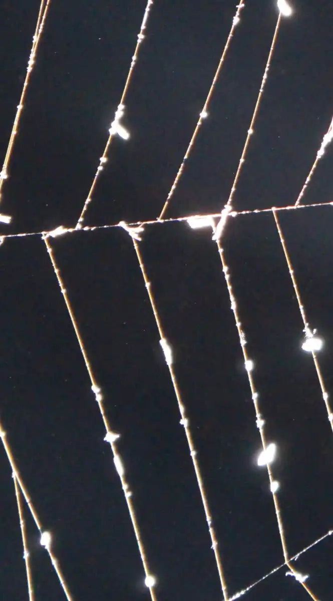 Spider Web Wall Art