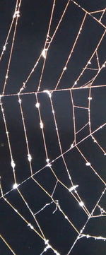 Spider Web Wall Art
