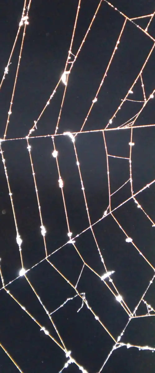 Spider Web Wall Art