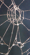 Spider Web Wall Art