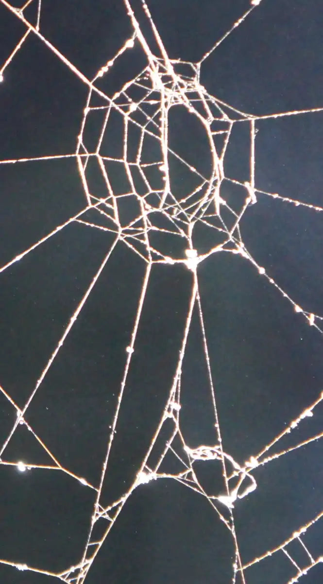 Spider Web Wall Art