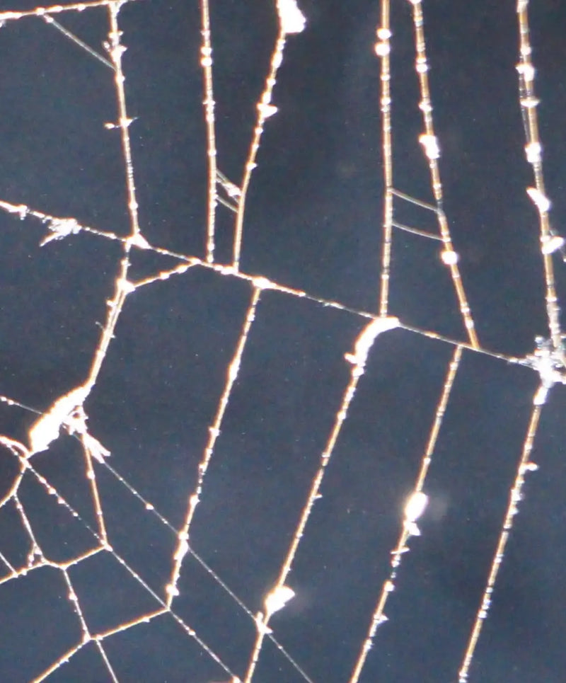 Spider Web Wall Art