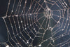 Spider Web Wall Art