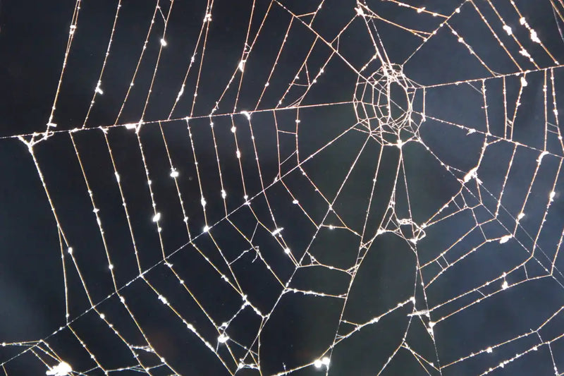 Spider Web Wall Art