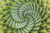 Spiral Succulent Wall Art