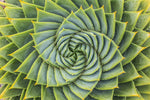 Spiral Succulent Wall Art