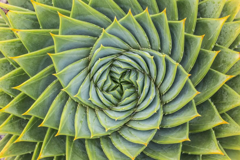 Spiral Succulent Wall Art