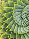 Spiral Succulent Wall Art