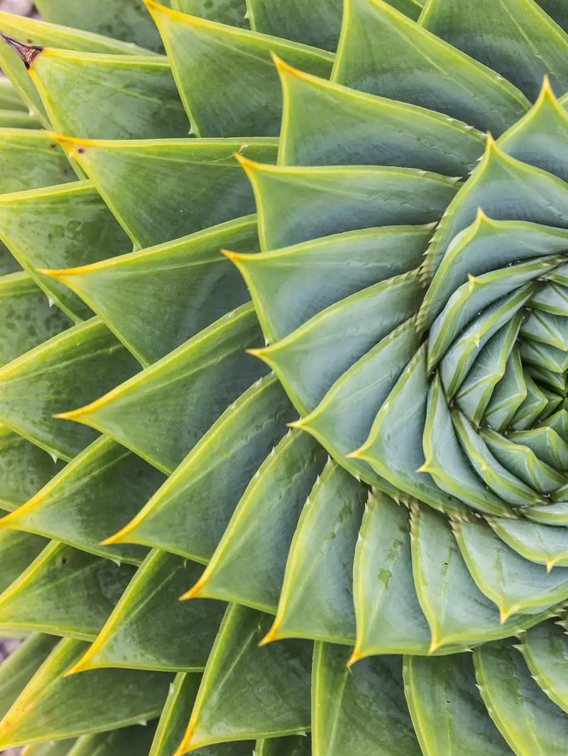 Spiral Succulent Wall Art
