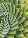 Spiral Succulent Wall Art
