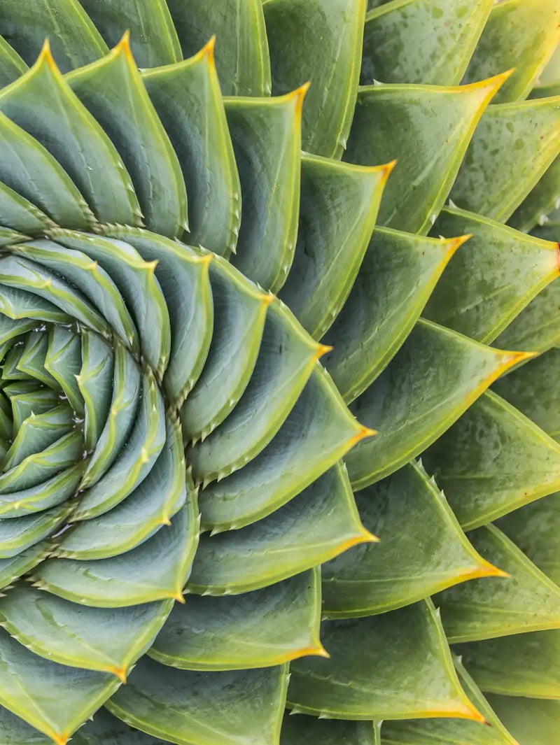 Spiral Succulent Wall Art